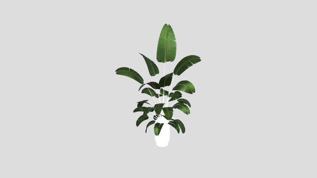 Sj Strelitzia Fantasy Pot 05