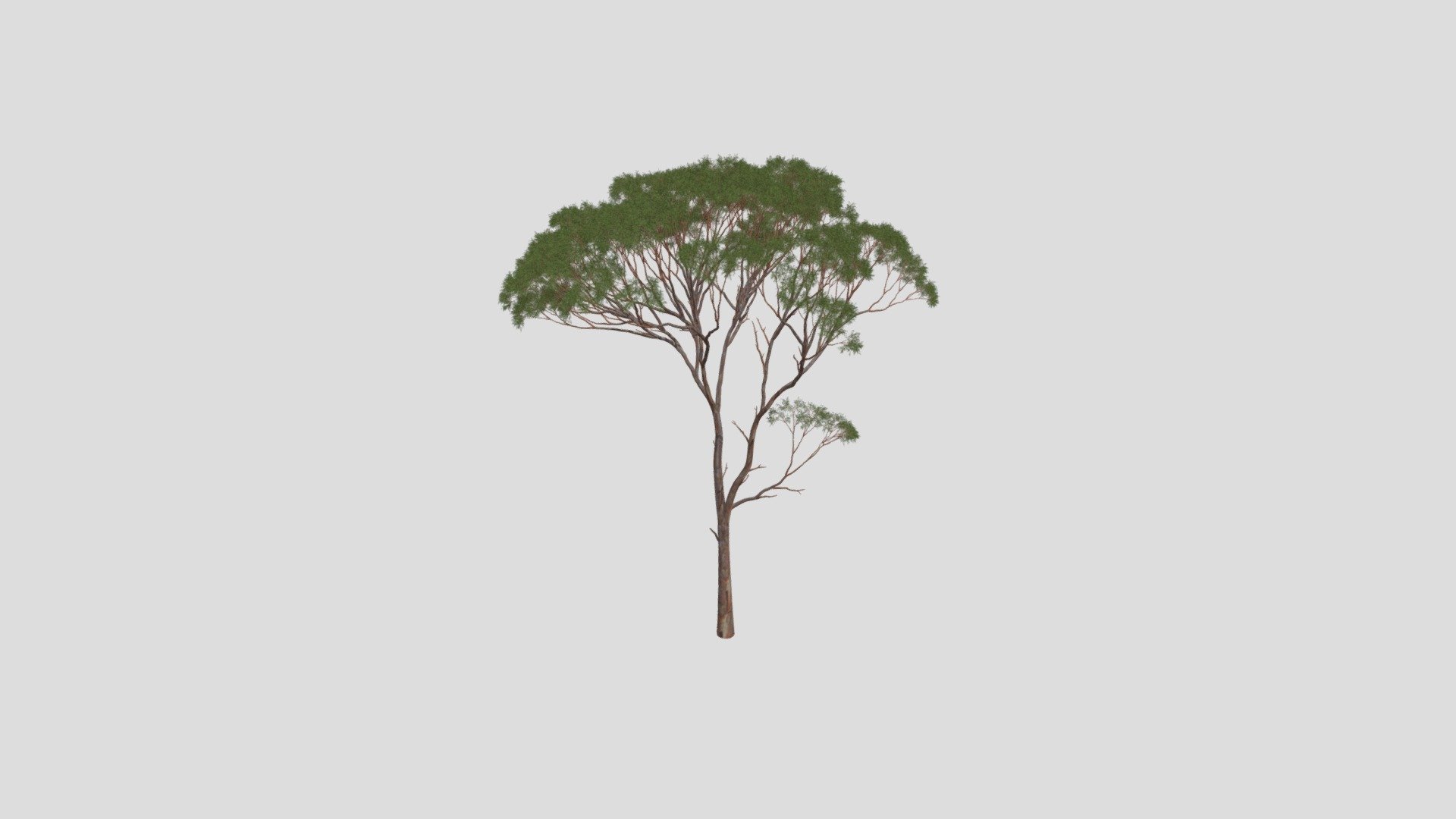 Eucalyptus 3 AM238 Archmodel — Sketchfab embed 3D viewer
