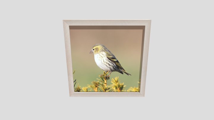 Maple Picture Frame with pretty Bird 3D Model