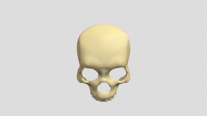 skull 3D Model