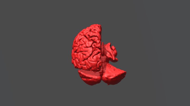 Brain Parts Low 3D Model