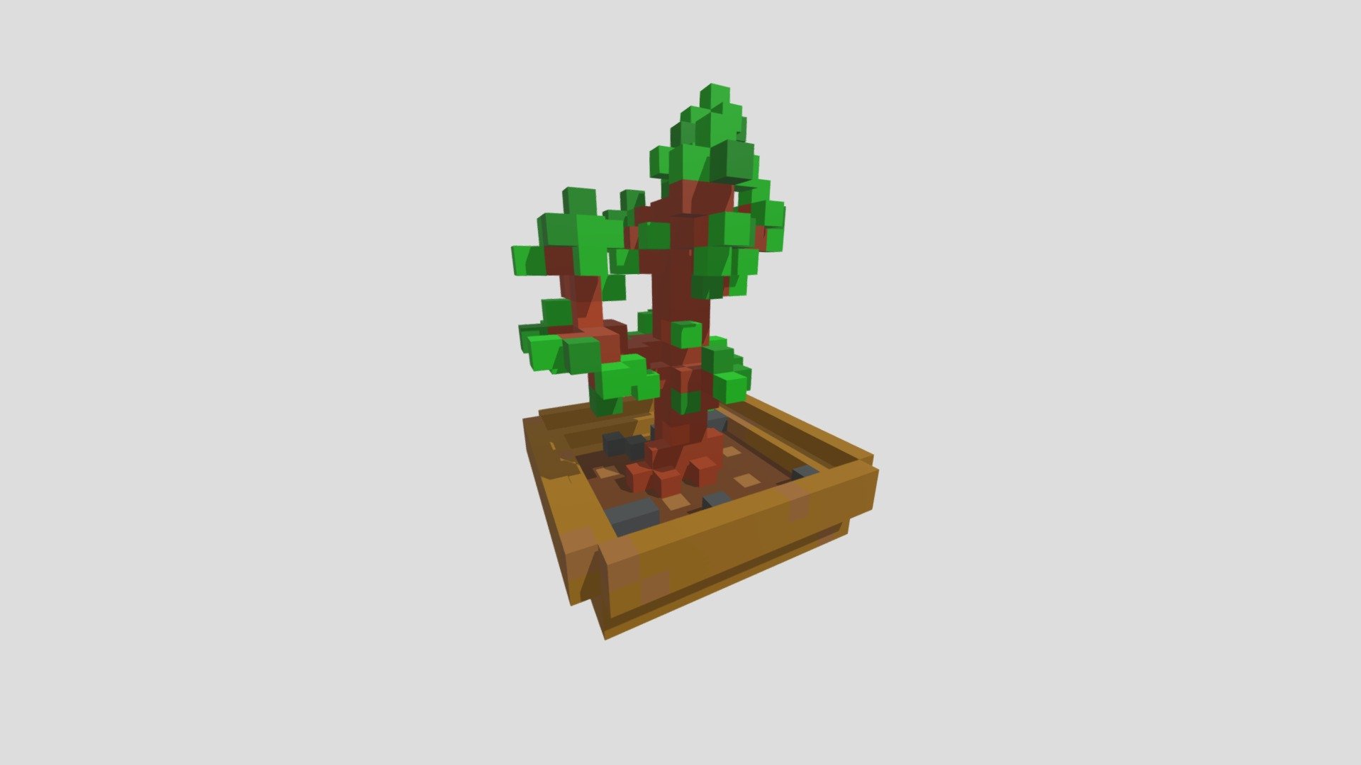 Plant in a pot