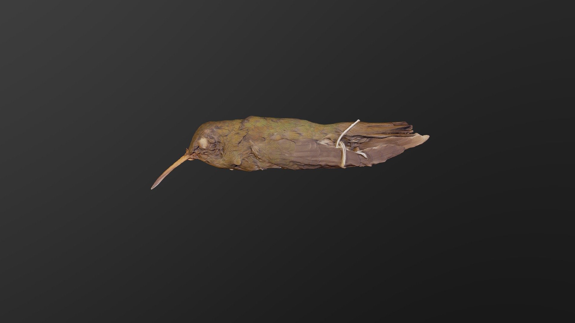 Gilded hummingbird - Hylocharis chrysura