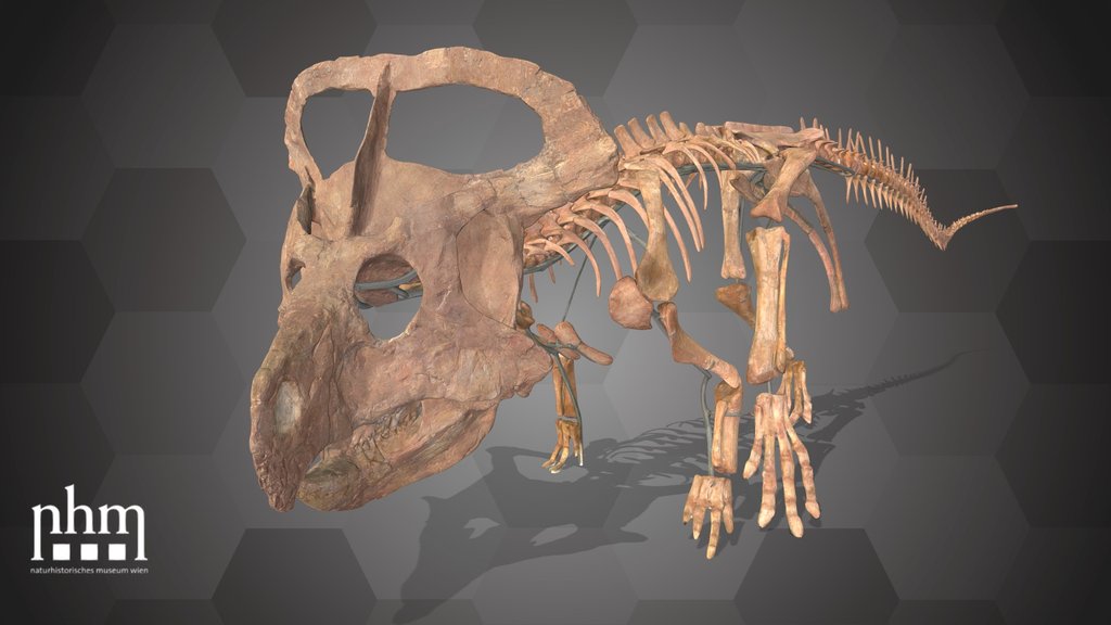 Protoceratops andrewsi (NHMW-GEO-2015/0404/0001)