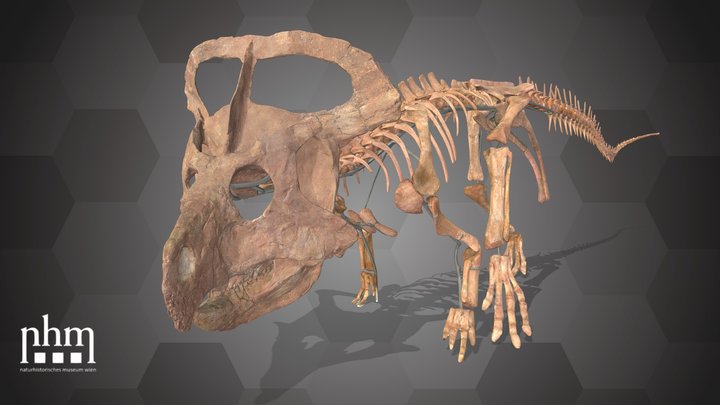 Protoceratops andrewsi (NHMW-GEO-2015/0404/0001) – Modello 3D gratuito STL