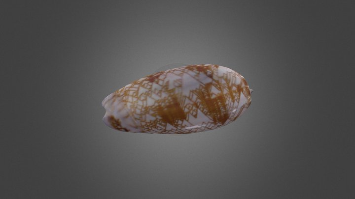 Cone snail shell 3D Model