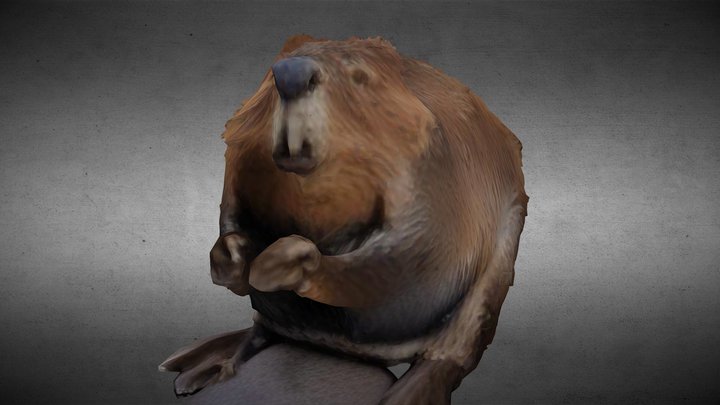 Beaver 3D Model (from 1 single photo only) – Modello 3D gratuito STL