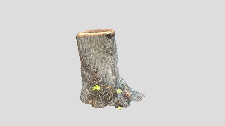 Tree Stump 3D Model