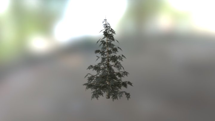 Pine Tree Single 01 3D Model