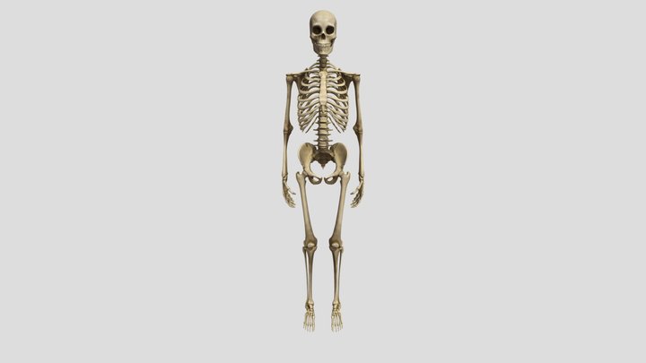 Esqueleto Humano 3D Model