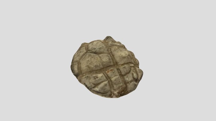 Mud cracks 3D Model