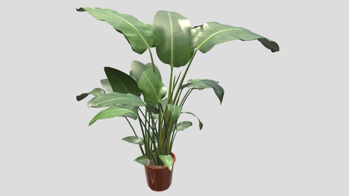 I KEA_STRELITZIA Planta, Ave Del Paraíso – Modello 3D gratuito STL