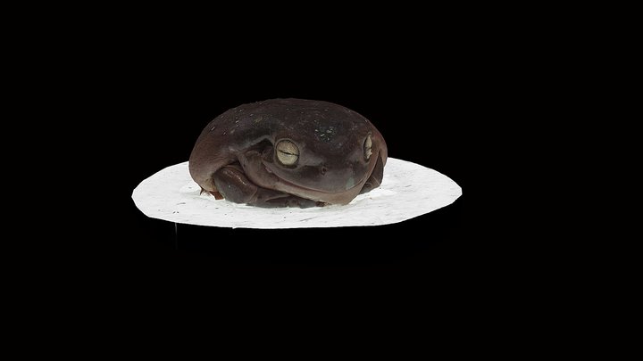 Model 23 - Whites Tree Frog – Modelo 3D gratuito STL