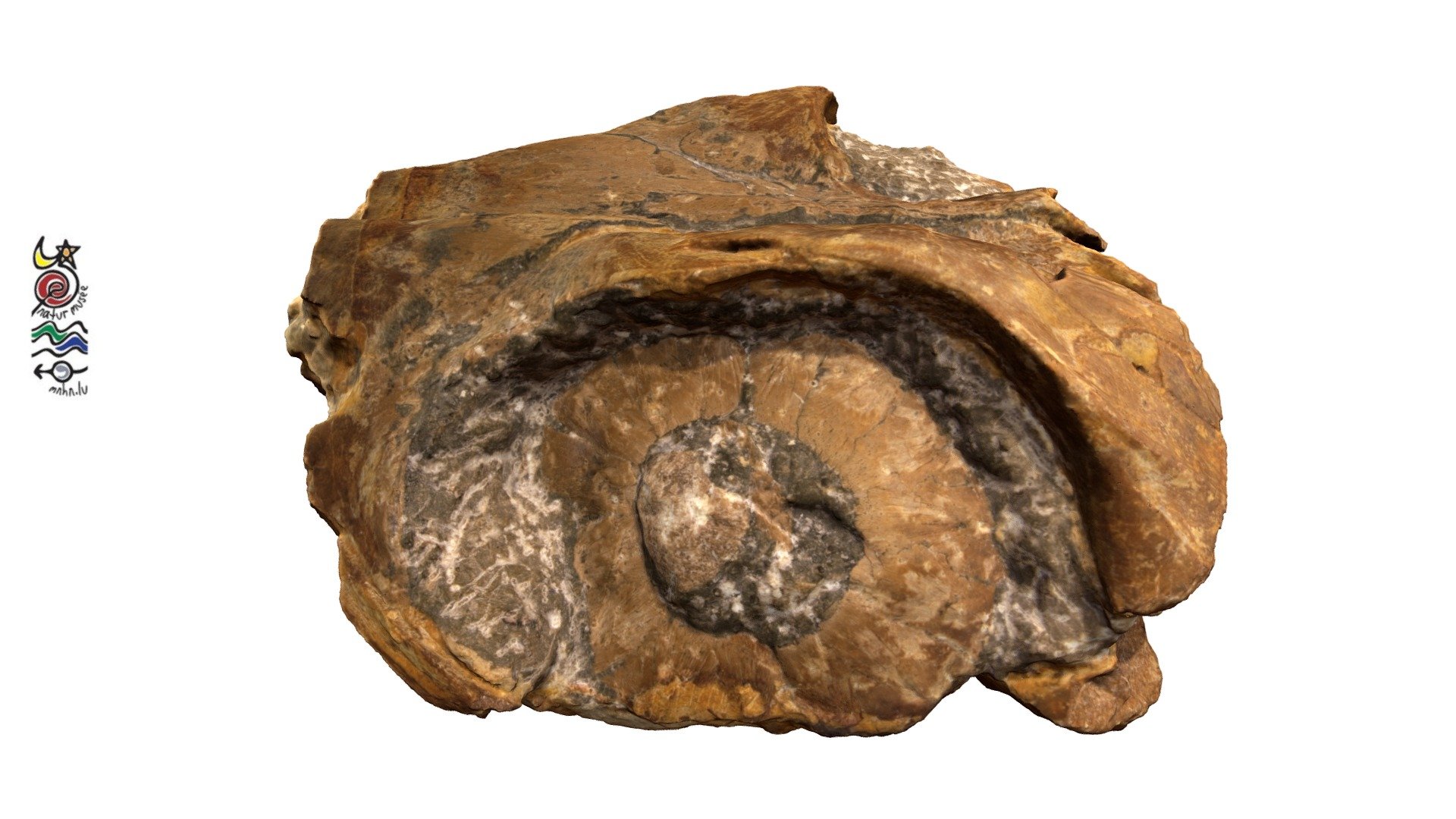 Stenopterygius longifrons TV148