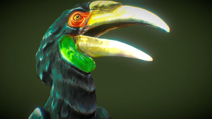 Hornbill 3D Model