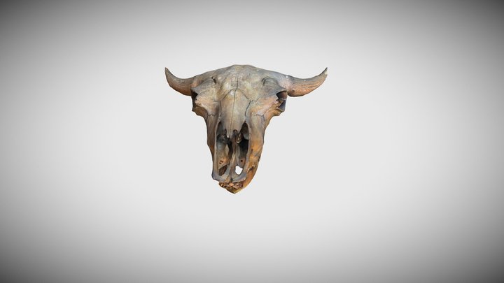 Bison bison 3D Model