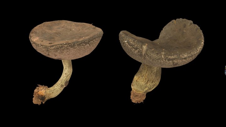 CC0 オオクロニガイグチ？ 🍄 Bolete, Tylopilus alboater