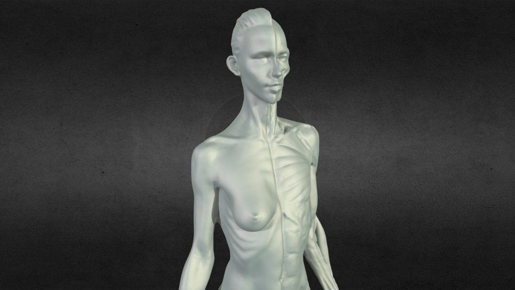 Female Anatomy Statue 3D scan