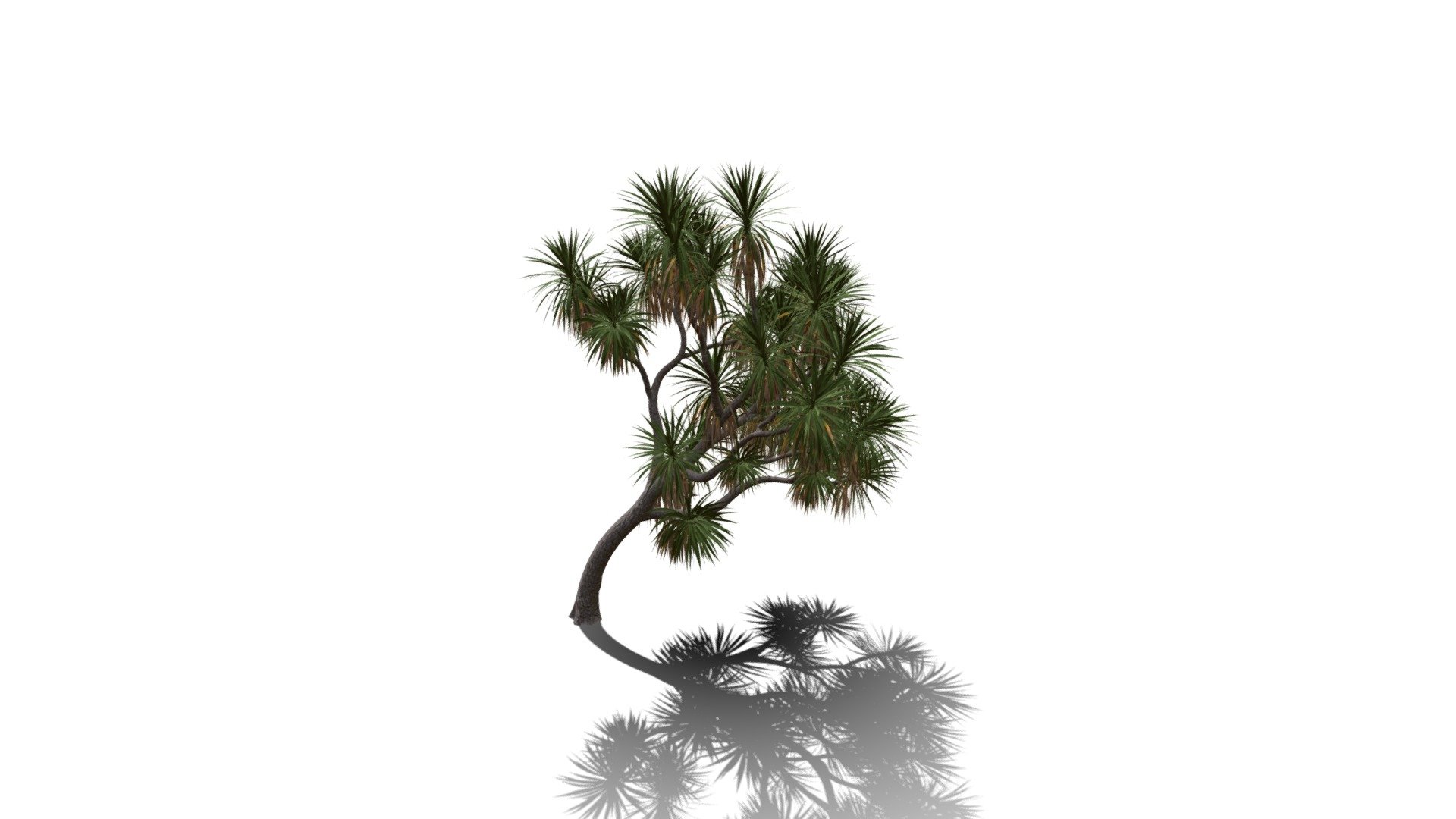 Realistic HD Cabbage tree (49/50) - Buy Royalty Free 3D model by ...