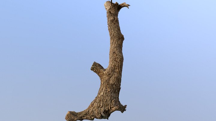 Tree Trunk 3D scan 2 x 8 k Textures 3D Model