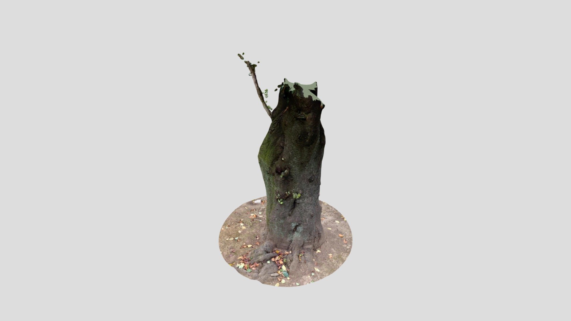 tree5