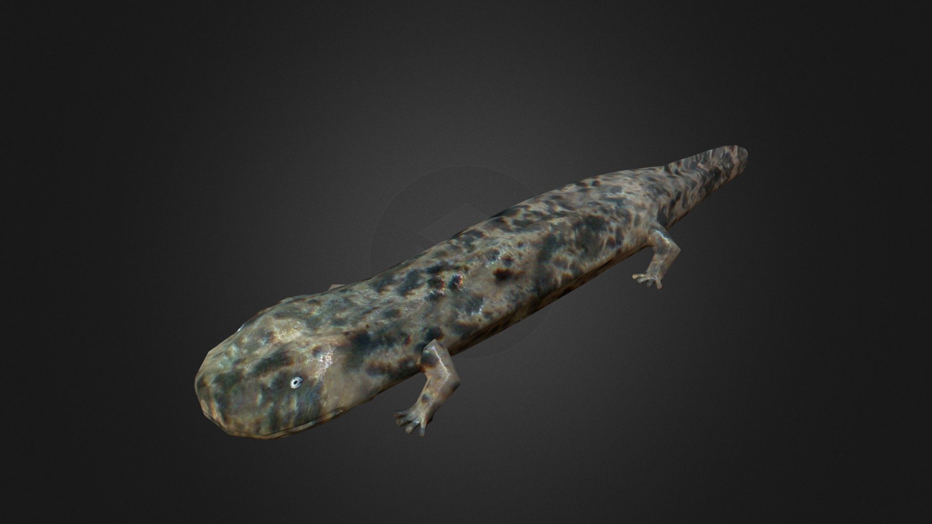 Chinese Giant Salamander - 3D Model By Ondřej Vališ (@throy) [ed8c4ed ...