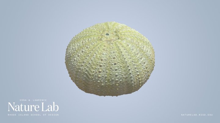 Urchin