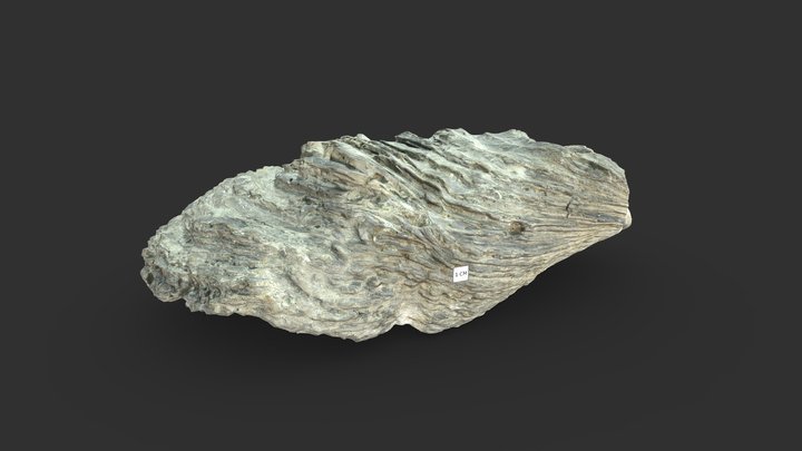 Crassostrea ingens (Fossil) 3D Model