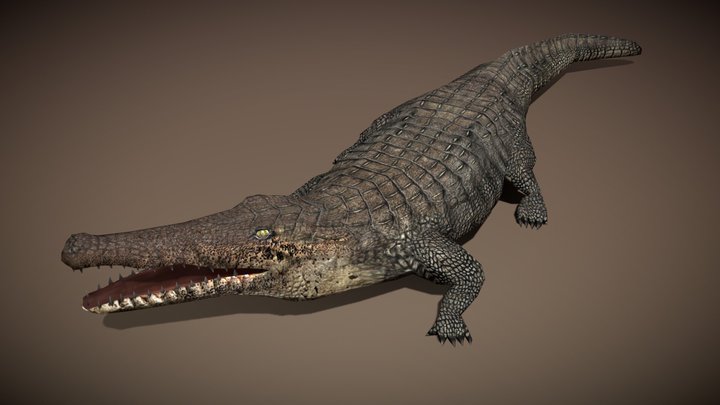 Safari animals - Crocodile 3D Model