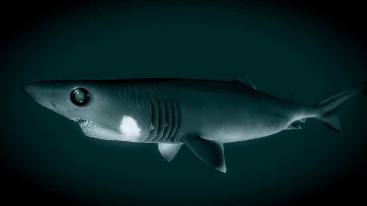 Crocodile Shark (Pseudocarcharias kamoharai) - 3D model by