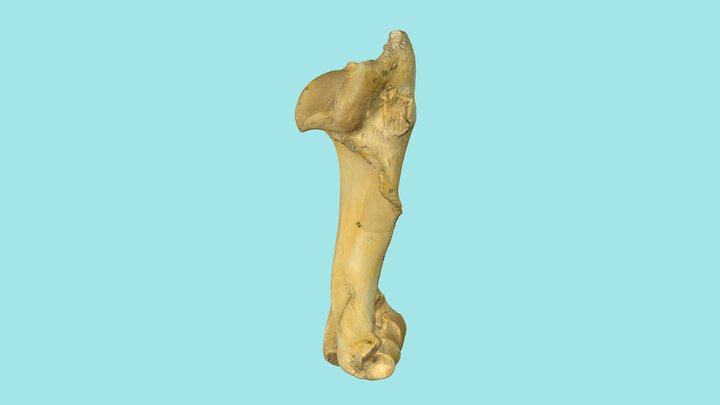 Humerus Rind 3D Model