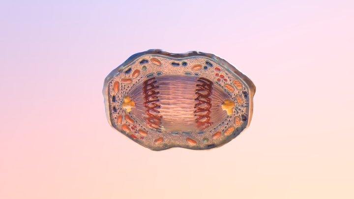 Mitosis Stage 7 3D Model