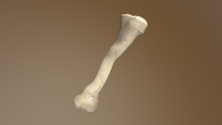 boneSmall 3D Model