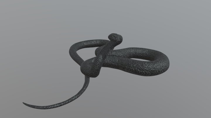 Snake - Diagon Alley Shop 3D Model