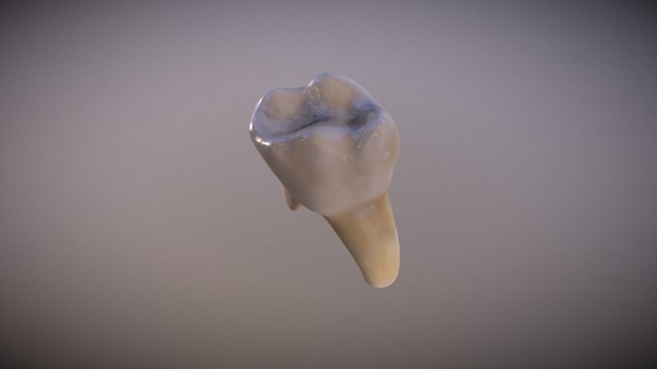 Tooth Texture by Pilar Villarreal 3D Model