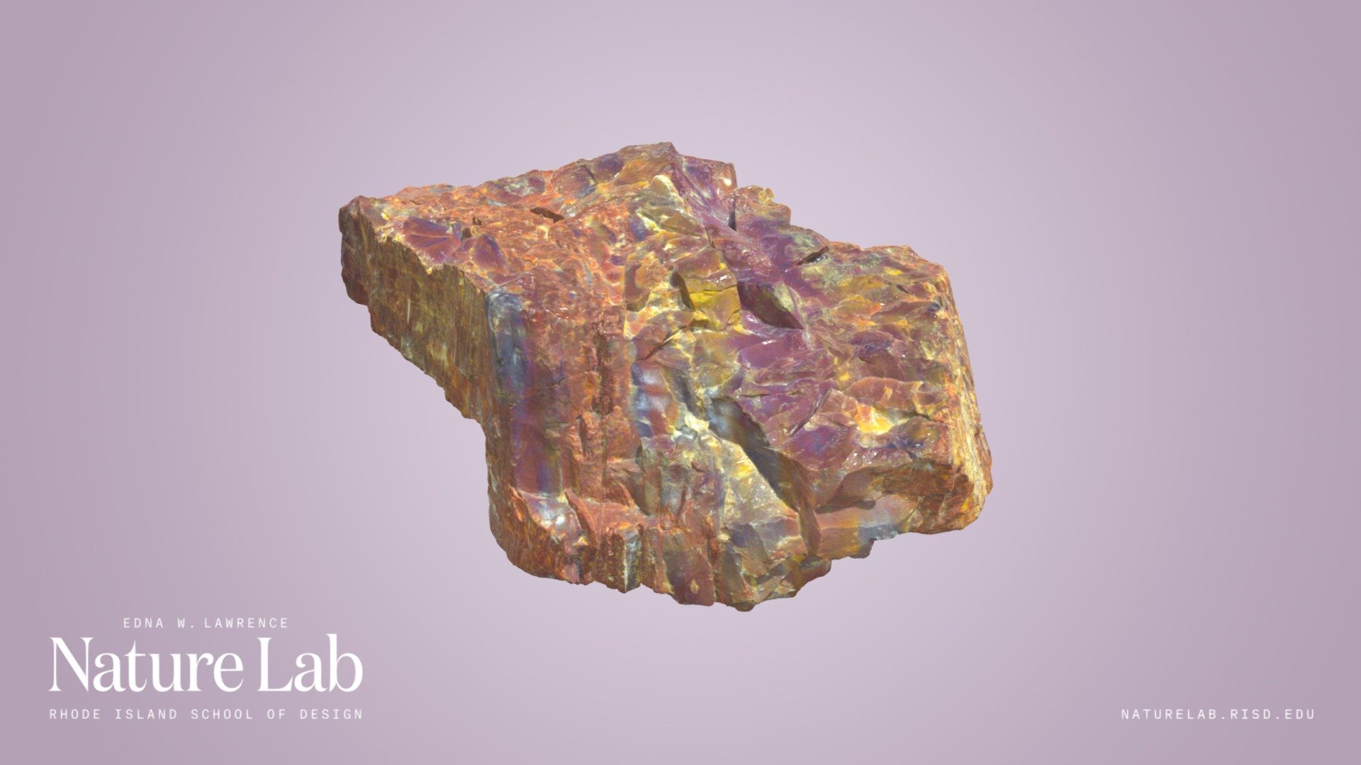 Petrified Wood - Download Free 3D model by RISD Nature Lab