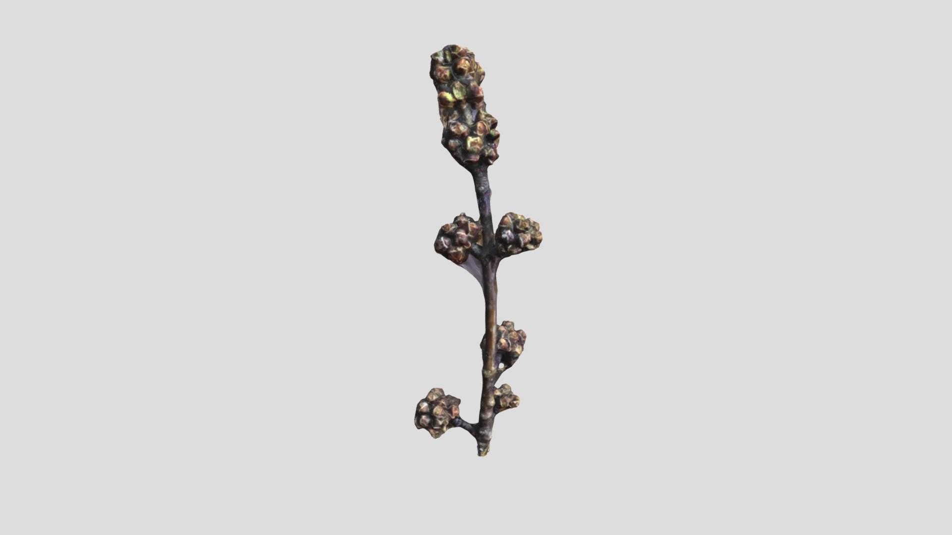 Spring budding twig — Sketchfab embed 3D viewer