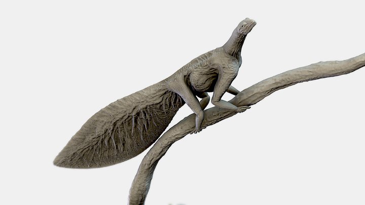 Hypuronector on branch (For 3D Printing) 3D Model