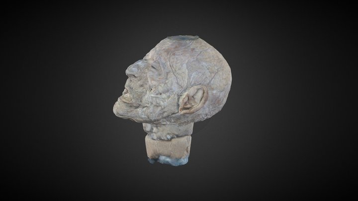 Head / Anatomy 3D Model