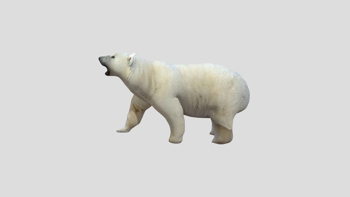 Animated Polarbear 3D Model
