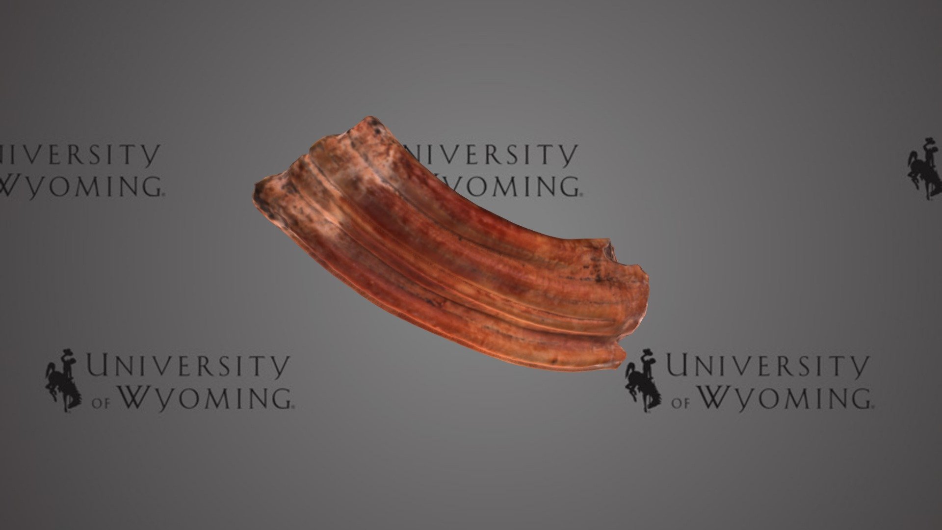 UW 51100 - Equus, Lower Tooth