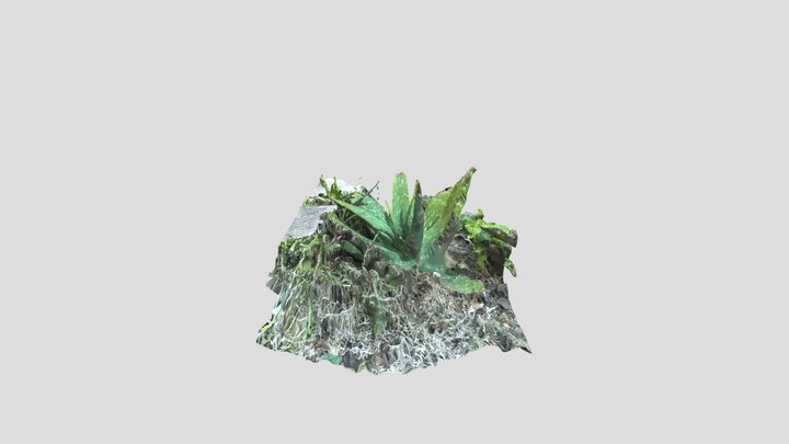 cactus 3D Model