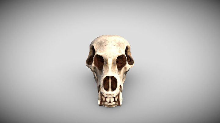 The skull of a wolf 3D Model