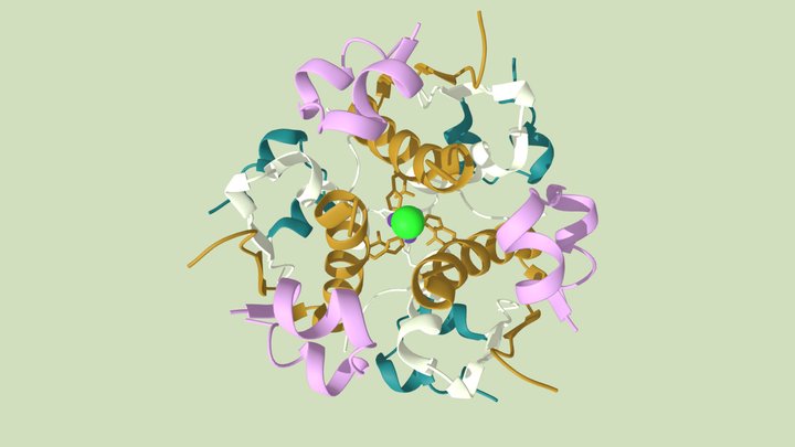 Human Insulin Hexamer Molecular Structure 3D Model