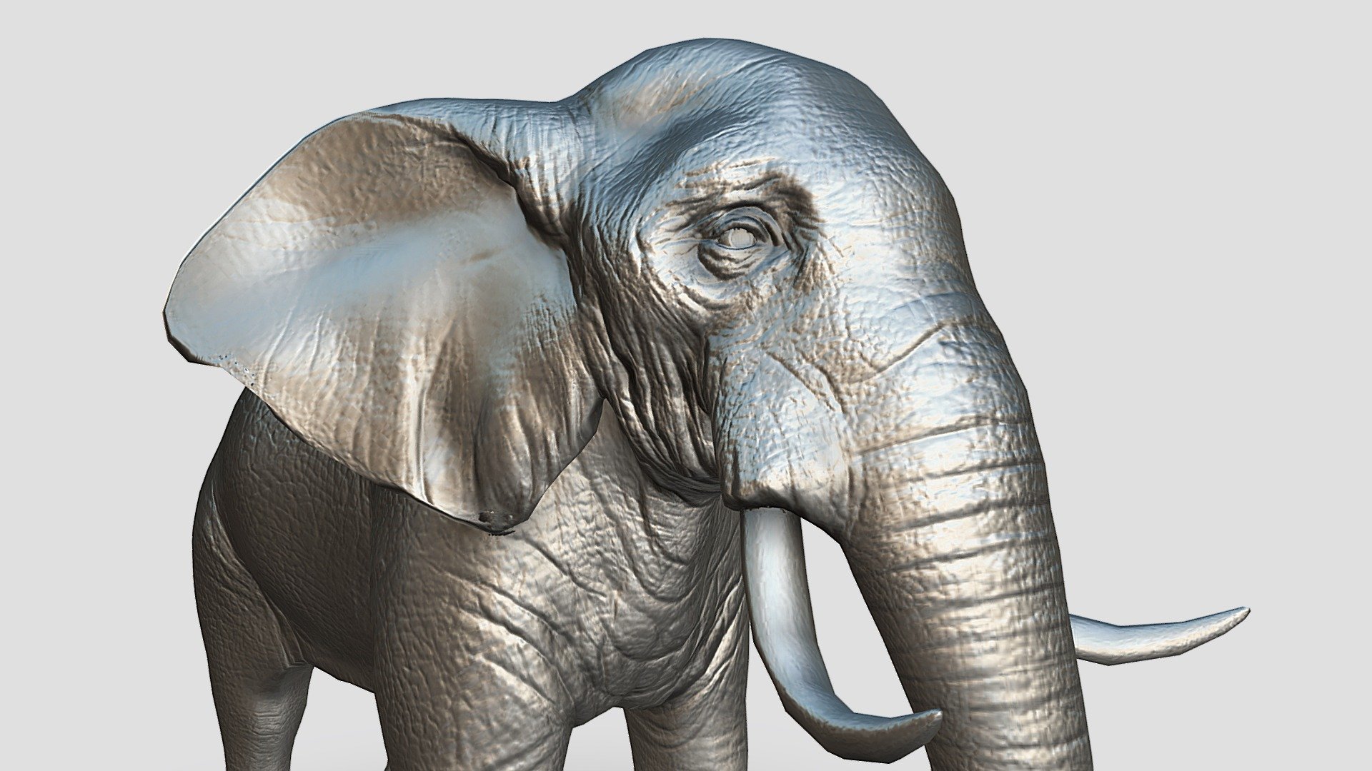 Elephant - 3D model by Tashi (@tsering) [edcb843] - Sketchfab