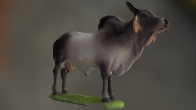 Boi Zebu/ bull Zebu 3D Model