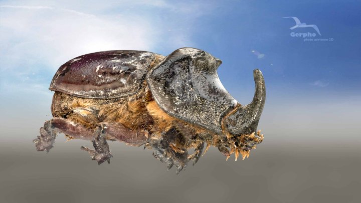 Rhino Beetle (Oryctes nasicornis) 3D Model