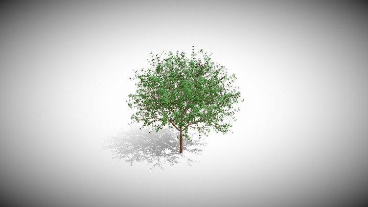 Sweet Olive (Osmanthus fragrans) 3D Model