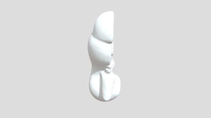 Kidney for 3d print 3D Model