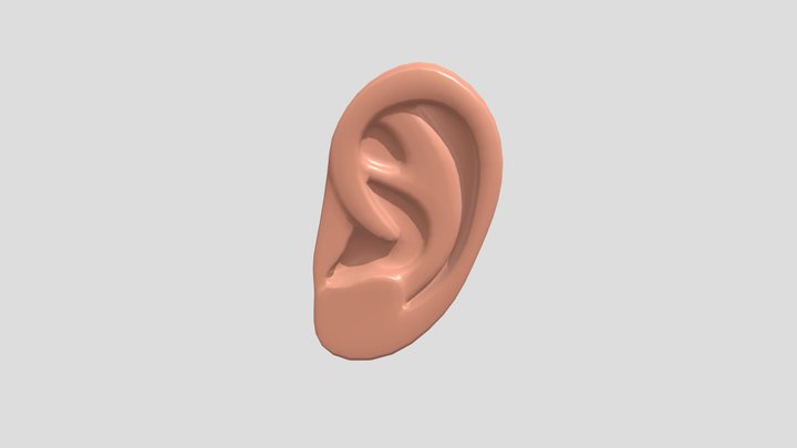 Ear 3D Model